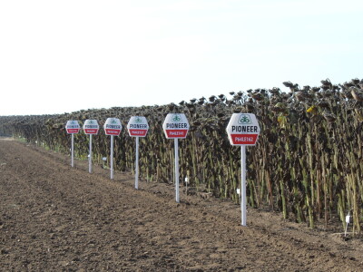 Komparativni pokus hibrida suncokreta na pokušalištu FAZOS-a