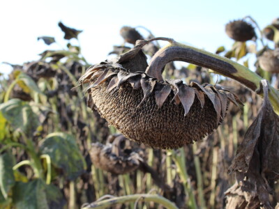 Komparativni pokus hibrida suncokreta na pokušalištu FAZOS-a