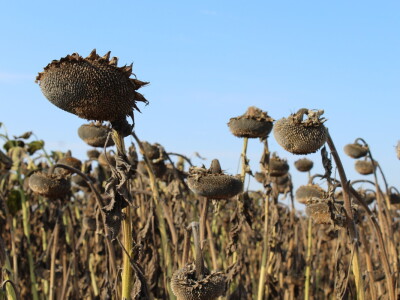 Komparativni pokus hibrida suncokreta na pokušalištu FAZOS-a