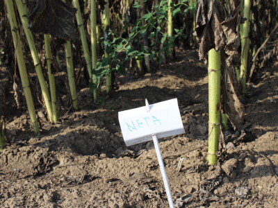 Komparativni pokus hibrida suncokreta na pokušalištu FAZOS-a