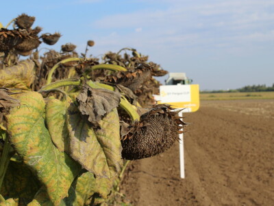 Komparativni pokus hibrida suncokreta na pokušalištu FAZOS-a