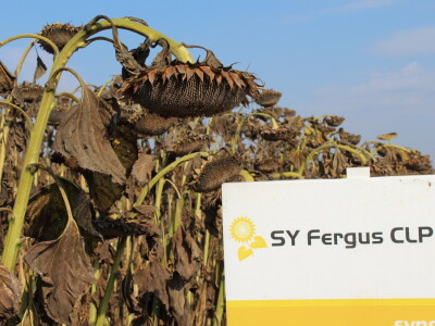 Komparativni pokus hibrida suncokreta na pokušalištu FAZOS-a