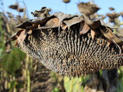 Komparativni pokus hibrida suncokreta na pokušalištu FAZOS-a