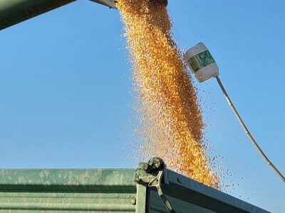 Komparativni pokusi hibrida kukuruza na pokušalištu FAZOS-a