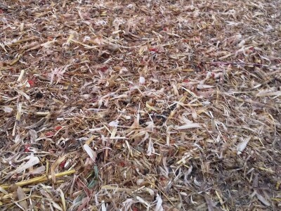 Komparatvni pokusi hibrida kukuruza