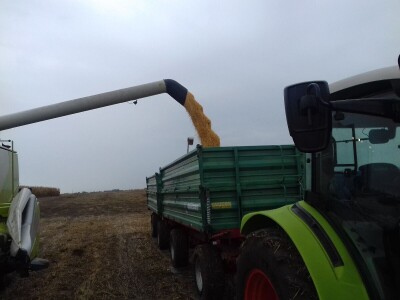 Komparatvni pokusi hibrida kukuruza