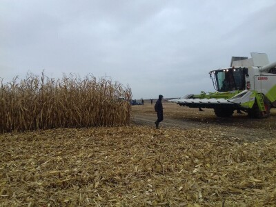 Komparatvni pokusi hibrida kukuruza