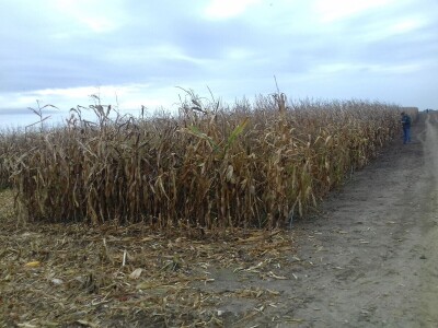 Komparatvni pokusi hibrida kukuruza