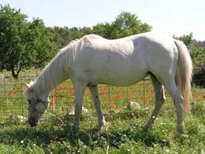 OPG Ilar Paskojević