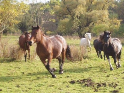 Konji hladnokrvnjaci u trku