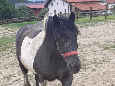 Konji iz Zagorja
