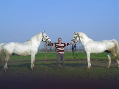 Pastusi Siglavy Zenta i Maestoso Batosta s vlasnikom Nikolom Drobnjakom nakon treninga