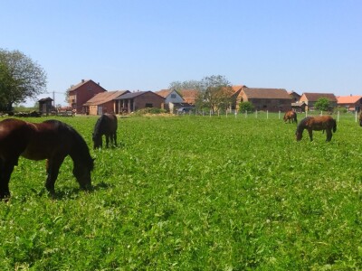 Obiteljski pašnjak Obiteljski pašnjak