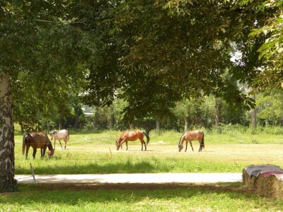 Otvorena vrata konjičkog kluba Visoko