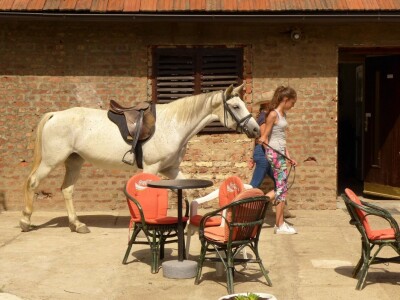 Otvorena vrata konjičkog kluba Visoko