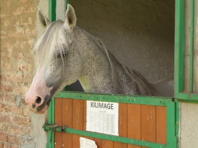 Otvorena vrata konjičkog kluba Visoko