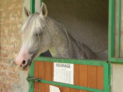Otvorena vrata konjičkog kluba Visoko