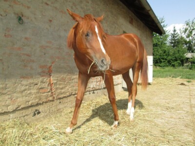 Otvorena vrata konjičkog kluba Visoko