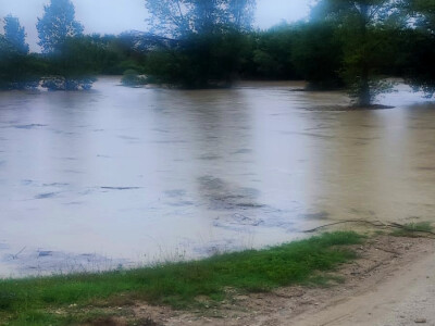 Konji zarobljeni u Odranskom polju