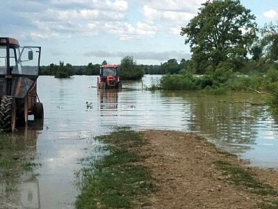 Konji zarobljeni u Odranskom polju