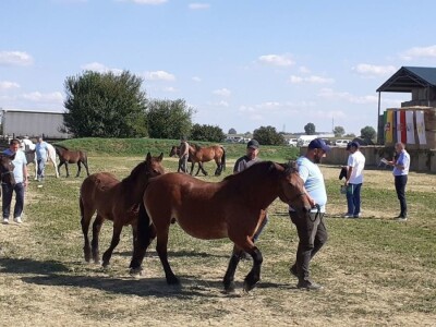 Konji zarobljeni u Odranskom polju
