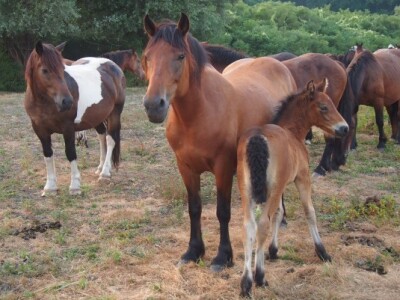 Ždrijebad na pašnjaku Iva