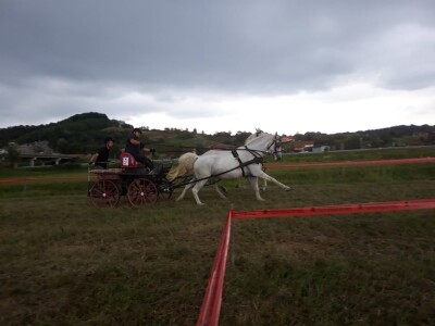 Konjičke igre u Svetom Križu Začretju Konjičke igre u Svetom Križu Začretju