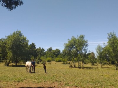 Konjički klub "Stina" vode tri sestre