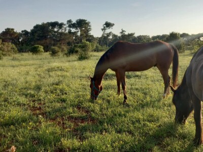 Konjički klub Wild Spirit