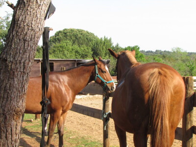 Konjički klub Wild Spirit