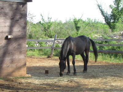 Konjički klub Wild Spirit