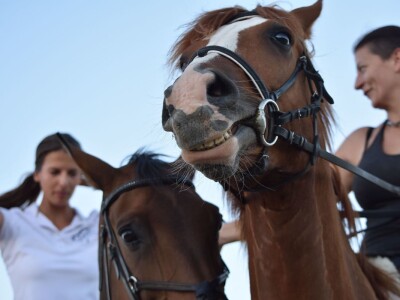 Konjički klub Zadar