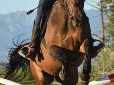 Konjički klub Zadar