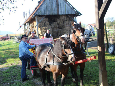 Konjskim zapregama u berbu grožđa
