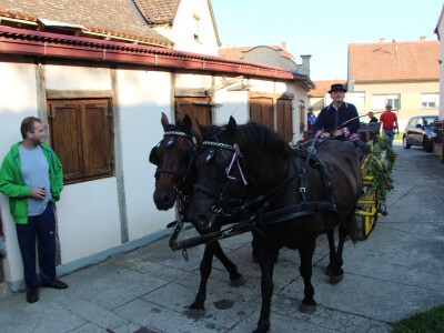 Konjskim zapregama u berbu grožđa