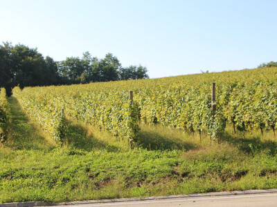 Konjskim zapregama u berbu grožđa