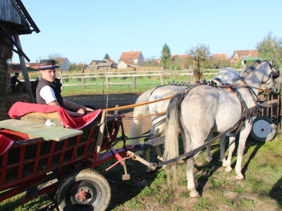 Konjskim zapregama u berbu grožđa