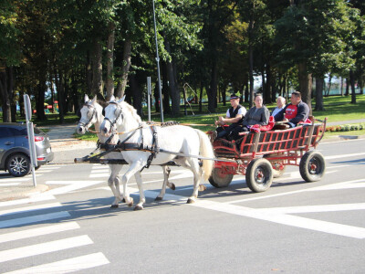 Konjskim zapregama u berbu grožđa
