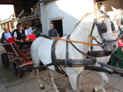 Konjskim zapregama u berbu grožđa