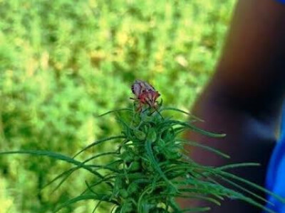 Konoplja - biljka budućnosti Konoplja - biljka budućnosti