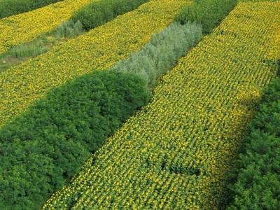 Može li nas agrošumarstvo spasiti od klimatskih promjena?