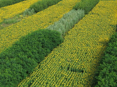 Može li nas agrošumarstvo spasiti od klimatskih promjena?