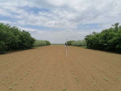 Može li nas agrošumarstvo spasiti od klimatskih promjena?
