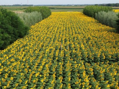 Može li nas agrošumarstvo spasiti od klimatskih promjena?