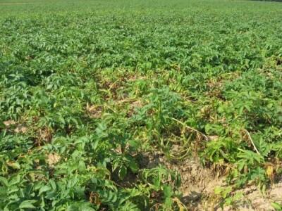 Održani Dani polja krumpira u Hercegovcu