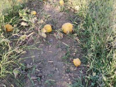 Konzumirajte zdravu hranu, poznatog sastava i porijekla