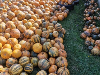 Konzumirajte zdravu hranu, poznatog sastava i porijekla