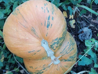 Konzumirajte zdravu hranu, poznatog sastava i porijekla