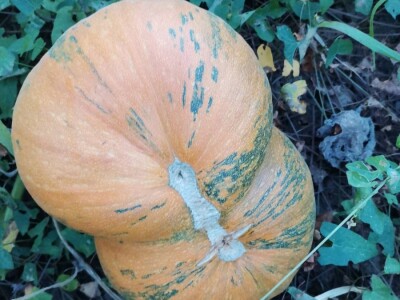 Konzumirajte zdravu hranu, poznatog sastava i porijekla