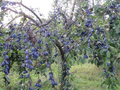 Kooperacija s braniteljima, poljoprivrednim proizvođačima